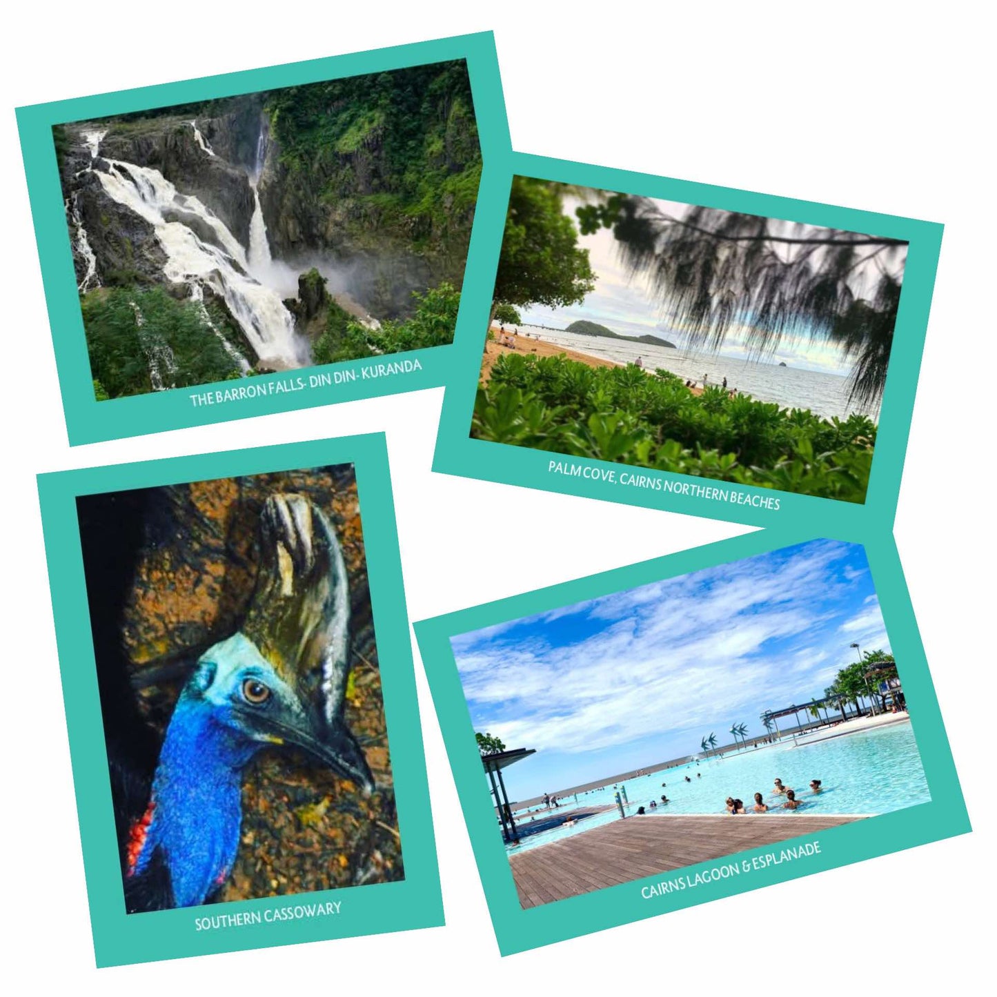 MAKIN' WHOOPEE - PALM COVE - POSTCARD
