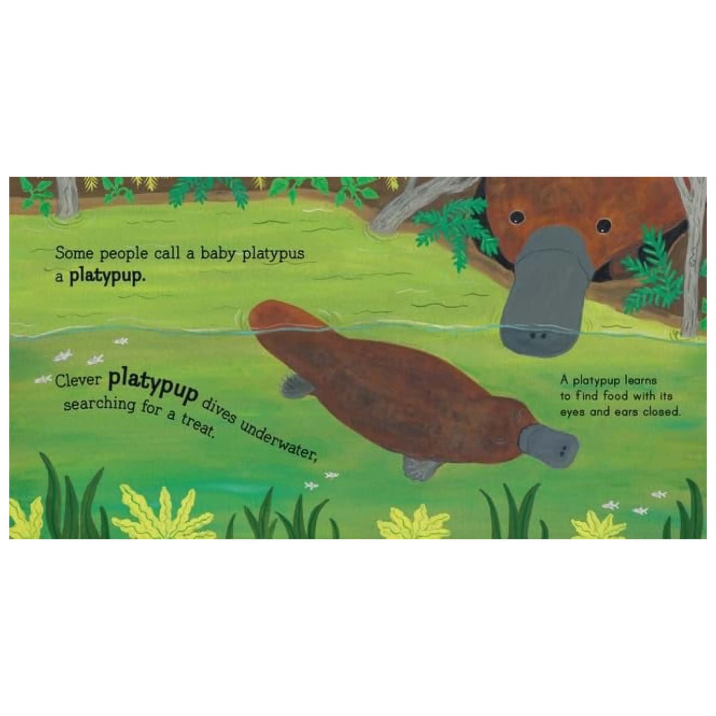 BOOKS & CO - AUSTRALIAN BABY ANIMALS By Frané Lessac - Board Book