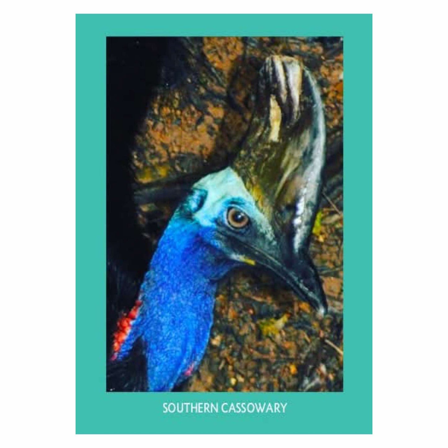 MAKIN' WHOOPEE - CASSOWARY- POSTCARD