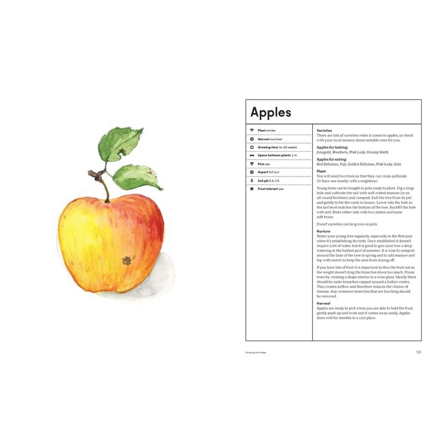 BOOKS & CO - THE KITCHEN GARDEN - Lucy Mora