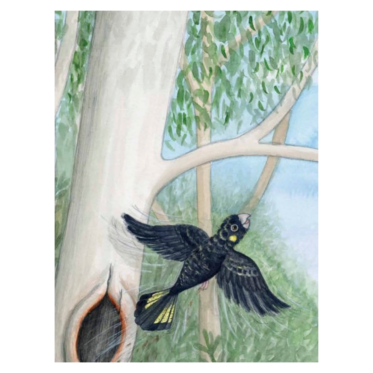 BOOKS & CO- WOMBAT - Cockatoo by Kaye Baillie & Max Hamilton Hardcover