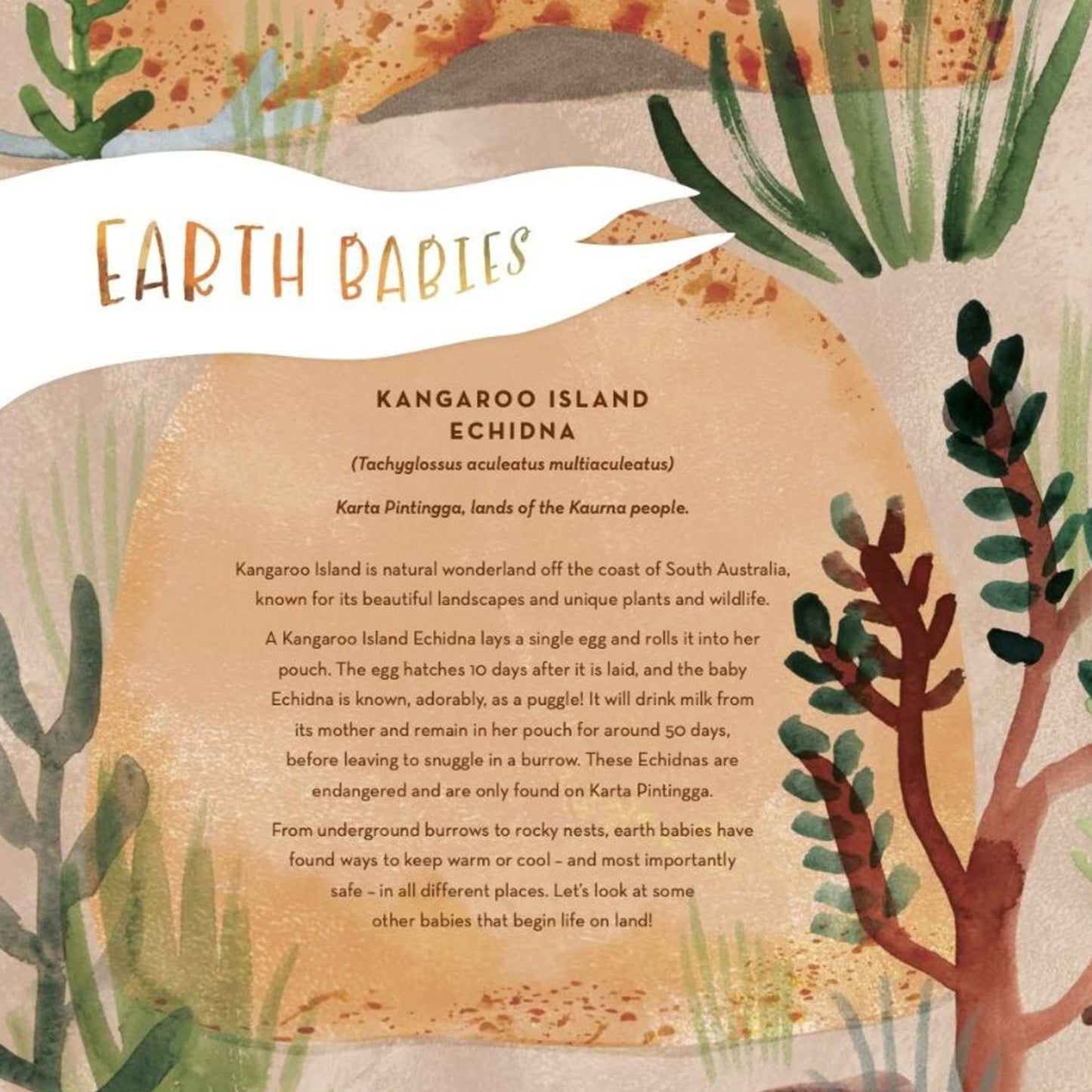 BOOKS & CO - Australia’s Baby Animals By Jess Racklyeft
