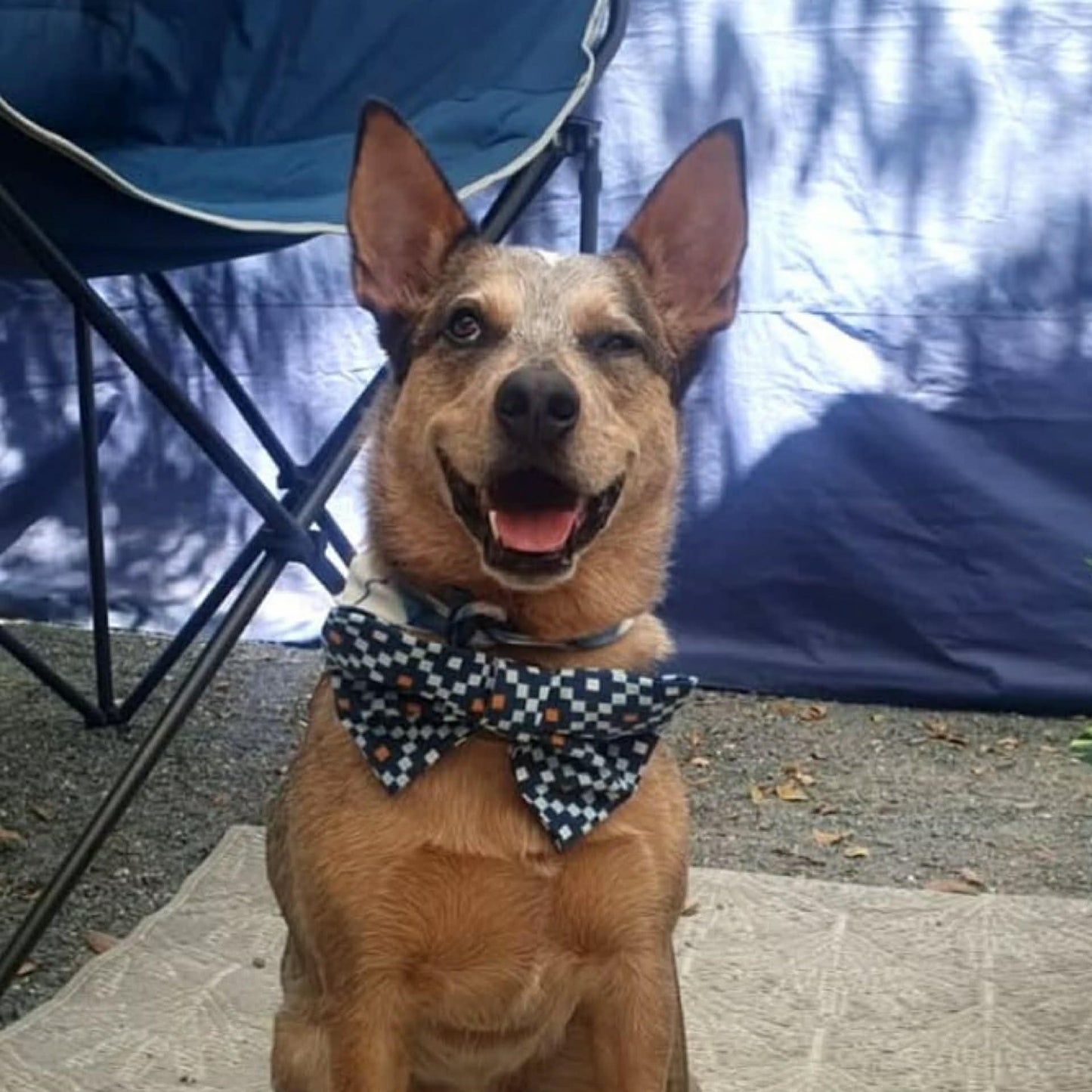 BEAUS AND BANDITS - DOGGY BOW TIE -FLOWERS - X-LARGE